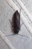 Arhopalus ferus